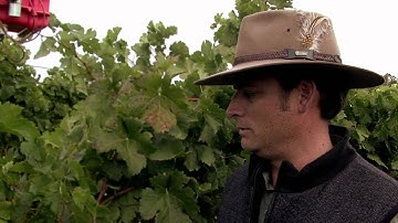 Vineyard Technology: Sustainably Managing Water Use