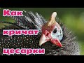 КАК КРИЧАТ ЦЕСАРКИ крики взрослых цесарок shorts