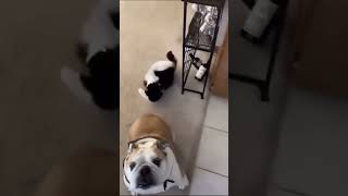 Loved the part when the cat jumps off the dogs head #shorts #animals #funny