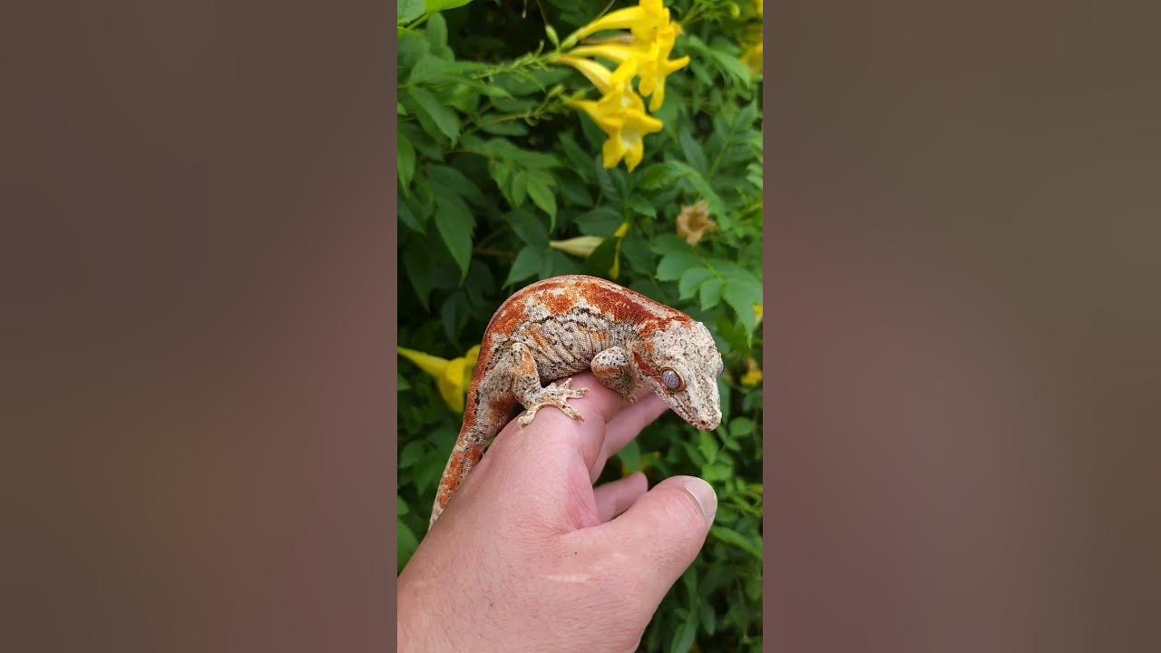 wild-gecko-bite-gecko-fyp-shorts-animals-wild-nature-bite