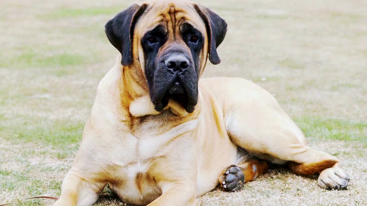 DON'T hit your dog! - YouTube