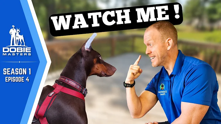 Training the "Watch Me" Command for Dobermans | Dobie Masters (S1E4)