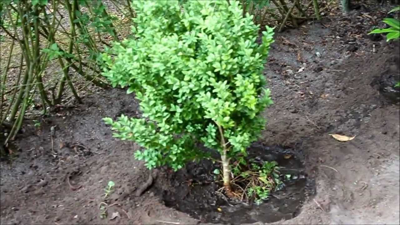 brauchen pfingstrosen dünger Bio-Pfingstrosen-Dünger kaufen main image 0