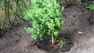 Buchsbaum Schneiden Buchsbaum Düngen Buchsbaum Buxus Sempervirens Einpflanzen - Newwonder555