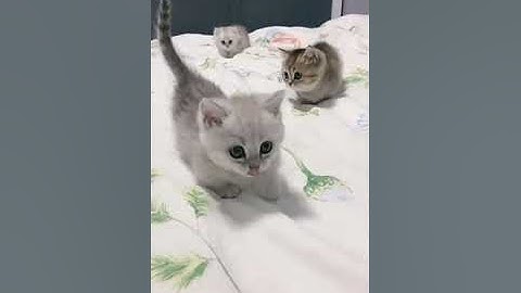 Funny Cats Compilation (Most Popular) Part 1