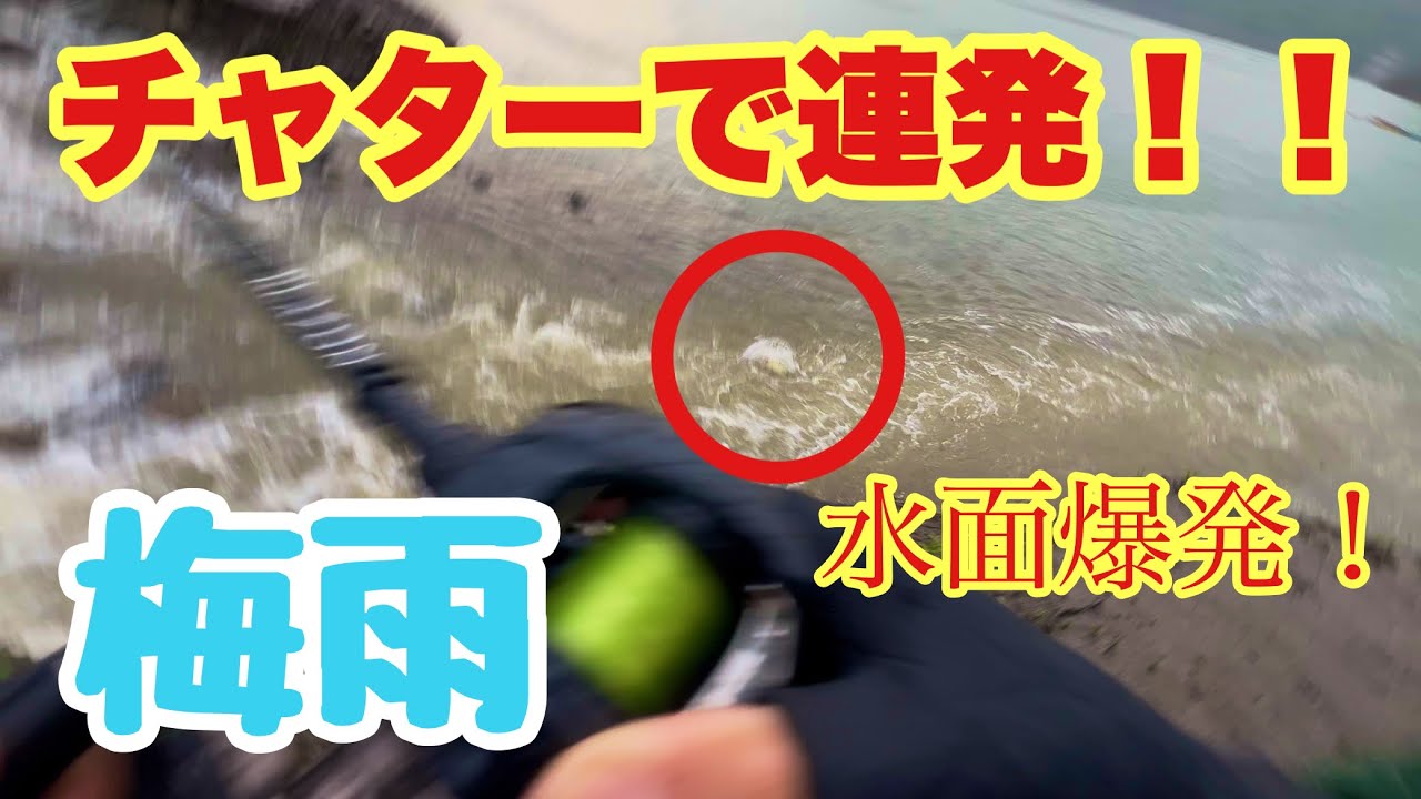 ハイシーズン、チャターで連発‼️【津久井湖】【奥多摩湖】【バス釣り】【バスフィッシング 】【レイド】【ジャッカル】【6月】【7月】