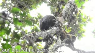 A male Guatemalan Howler Monkey ... communicating.