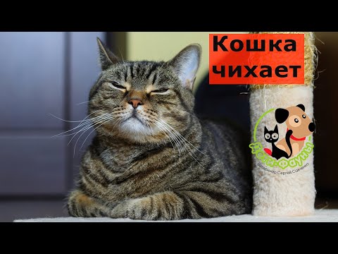 Почему кошка (собака) чихает? 7 частых причин, из-за которых чихают собаки и кошки. Что делать?