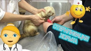 СТЕРИЛИЗАЦИЯ ХОРЬКА / КАК МЫ ЕЗДИЛИ СТЕРИЛИЗОВАТЬ ХОРЬКА МАЛЫША СТЕРИЛИЗАЦИЯ ХОРЬКА / КАК МЫ ЕЗДИЛИ СТЕРИЛИЗОВАТЬ ХОРЬКА МАЛЫША