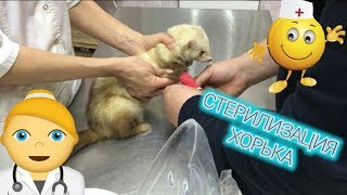 СТЕРИЛИЗАЦИЯ ХОРЬКА / КАК МЫ ЕЗДИЛИ СТЕРИЛИЗОВАТЬ ХОРЬКА МАЛЫША