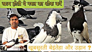 ऐसी नस्ल जो देखी नही । आज पहली बार शौक कर लीजिए |