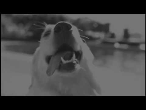 I'm Sorry Video