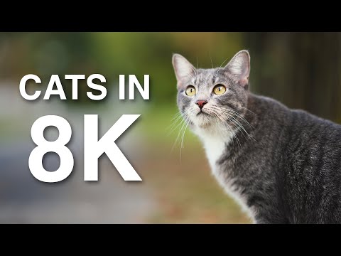 8K Cat Video. [Sony A1 8K Footage]