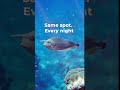 This Fish Has a Horn. Nobody Knows Why