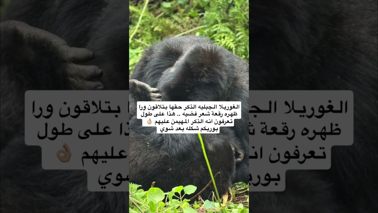 ساره الودعاني و نجلاء | نجلا اخيرا شافت الغوريلا 😍😍😭🦍