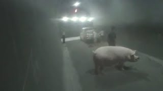 Truck driver fined after 300kg pig jumps out on highway