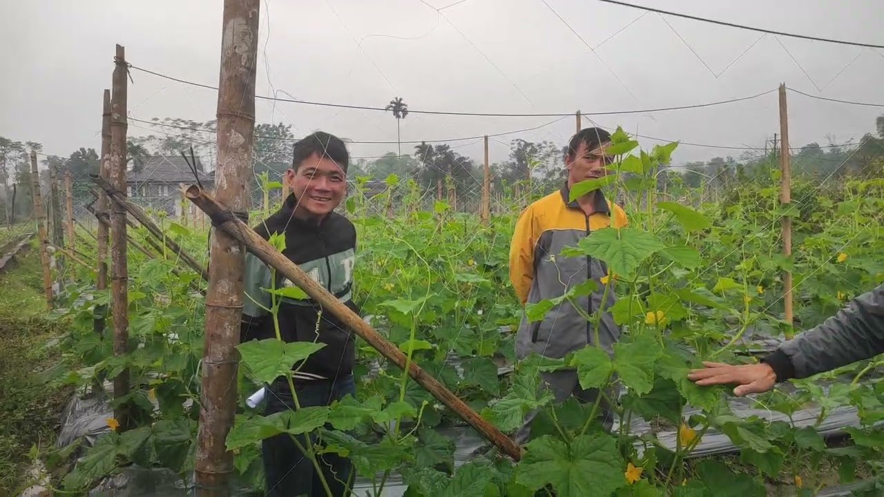 HƯỚNG DẪN KỸ THUẬT CHĂM SÓC DƯA CHUỘT P2