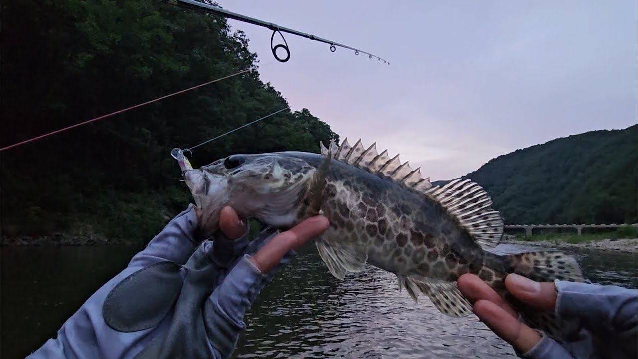 제천천 쏘가리 루어낚시