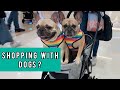 Visiting Starfield The Biggest Dog Friendly Mall With Two Frenchies