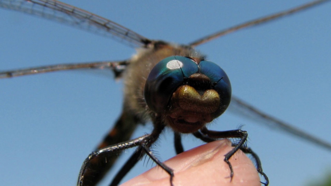 Dragonflies of Western NY during June