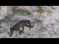 JAGUARUNDI EN LA TIGRA