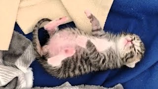 Rescue 2-Day-Old kitten who's milk drunker by Love For Kittens YT 5,431 views 2 months ago 2 minutes, 37 seconds