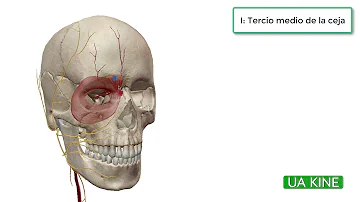 ¿Qué músculos levantan las cejas?