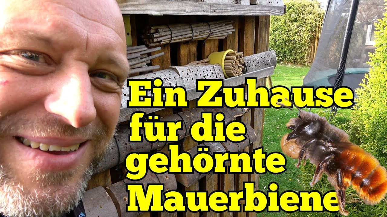 Gehörnte Mauerbiene - Bienenhotel, Lebensweise und ein besonderer Feind - Wildbienen - Osmia Cornuta