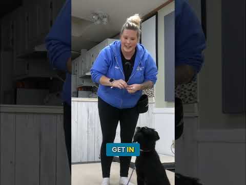 Do THIS Before You Start Leash Training!