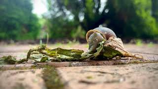 A Very Hungry Cater...snail.