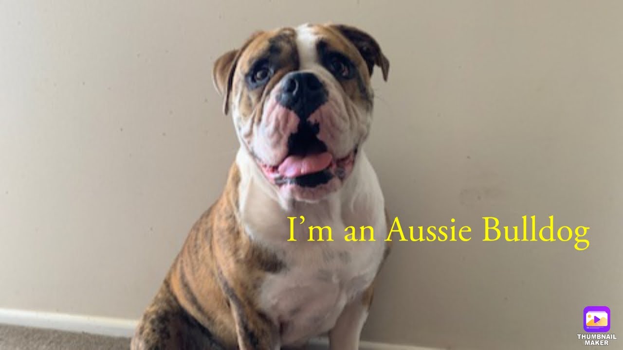 Aussie Bulldog Review