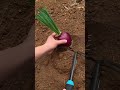Planting Onions in My Country Life