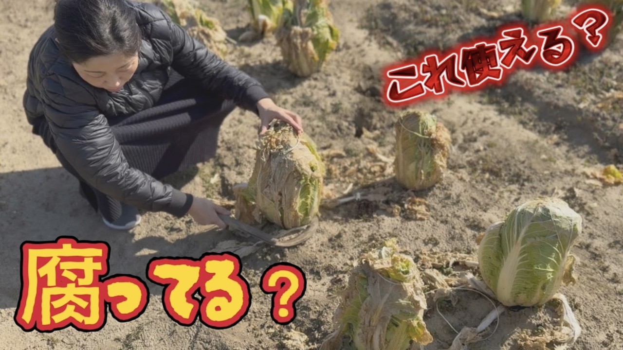 Она испортилась? Я приготовил китайскую капусту из своего огорода, и результат меня удивил...