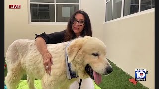 Human Society of Broward County looking to find a permanent home for furry friends
