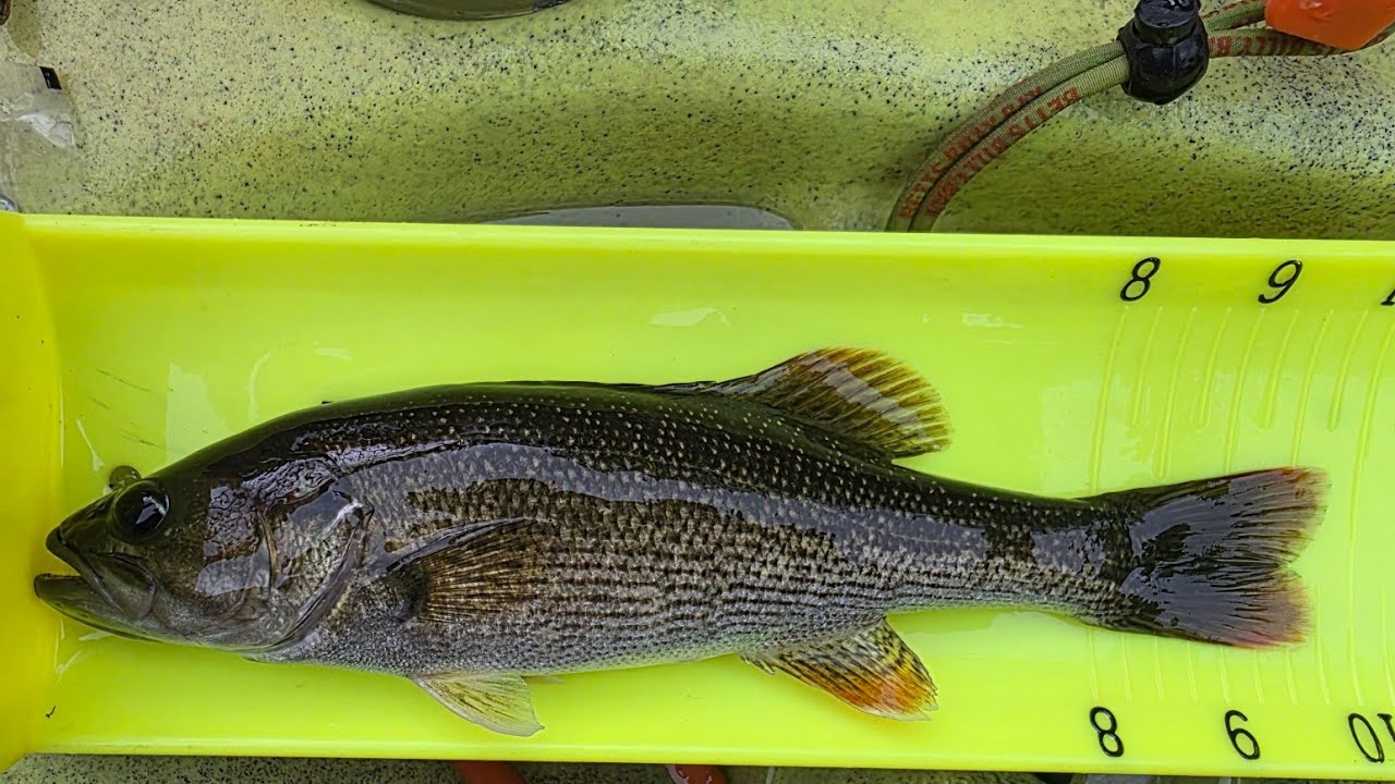 Caught some rare Chattahoochee Bass in the upper Chattahoochee River ...