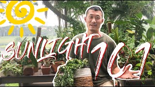 All you need to know about sunlight for houseplants (with helpful visuals)