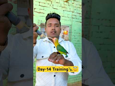 Day-14 Training baby parrot 🦜 🫨 parrot mini vlog// minivlog #bird #pigeon #pets #shorts #minivlog