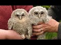 Adopted Tawny Owlets Thrive Under Owl Mum's Care