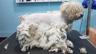 Grooming An Extremely Matted Bichon