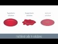 Cell Membrane Dynamics and Transport Mechanisms