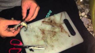 How to prepare black lug with a squid head