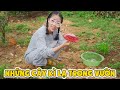 Khám Phá Những Loại Cây Cực Độc Lạ Trong Vườn Nhà Chị Thơ