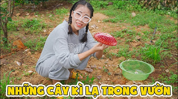 Khám Phá Những Loại Cây Cực Độc Lạ Trong Vườn Nhà Chị Thơ