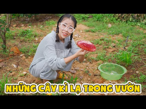 Video: Cây hai năm là gì - Cây hai năm trong vườn