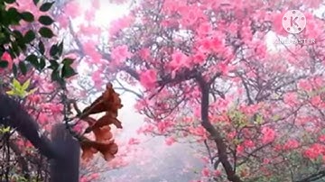 سورة الأحقاف بصوت عزيز أهرض-رواية ورش-