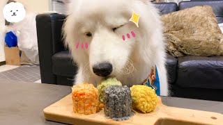 【南瓜PUMPKIN】狗狗可以吃的『鮮食月餅』！！(Samoyed薩摩耶)