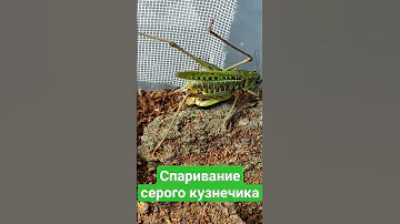спаривание серого кузнечика