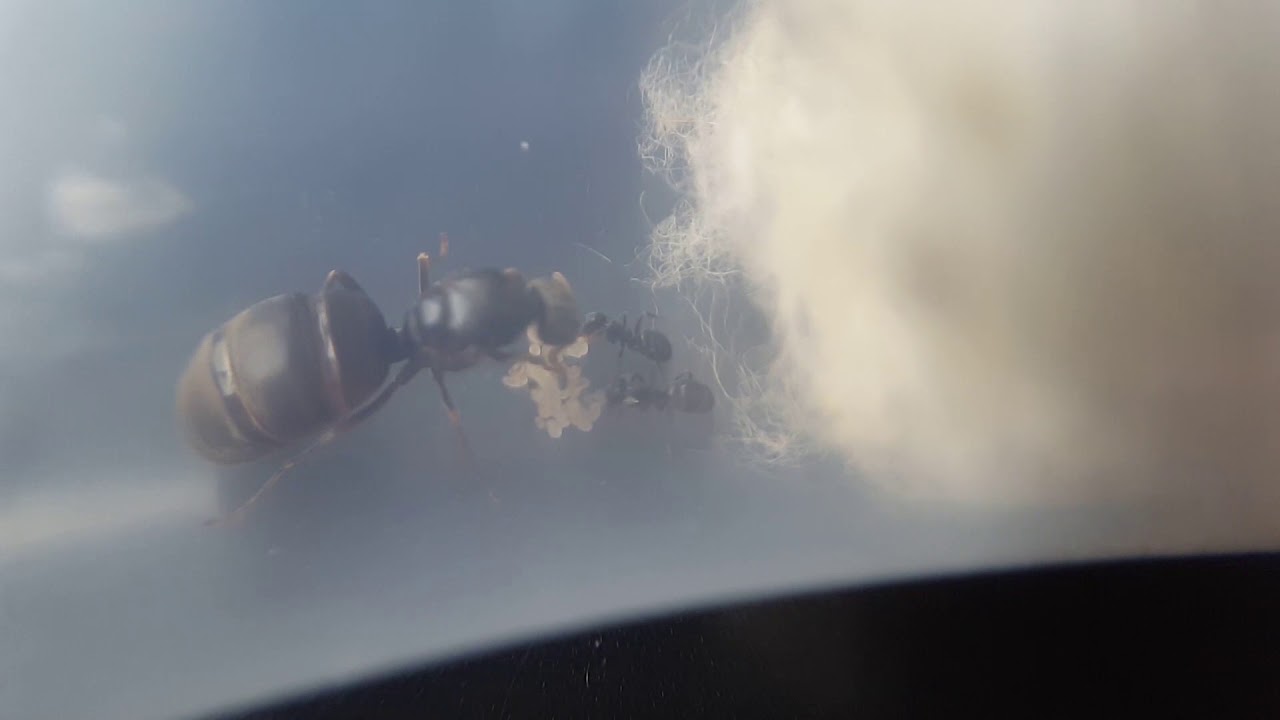 5 błędów początkujących mrówczarzy