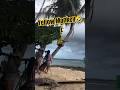 ヤシの木に登ってる変な猿を見ーつけた🐒🤣 #takainoue #siargao #philippines #monkey #yellow #shorts #井上鷹 #木登り #フィリピン #猿