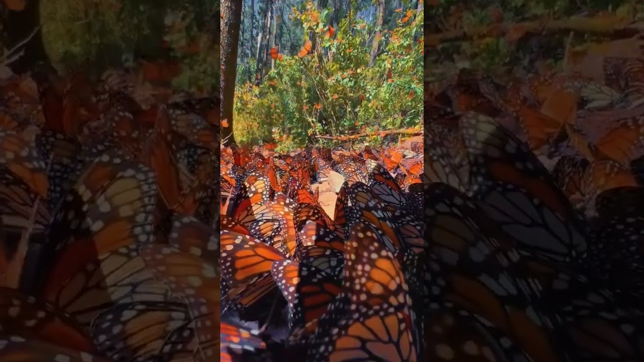 unlimited butterfly YouTube